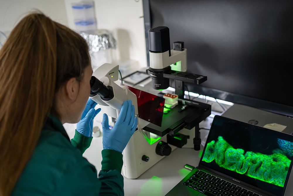 Darmcellen onder de microscoop