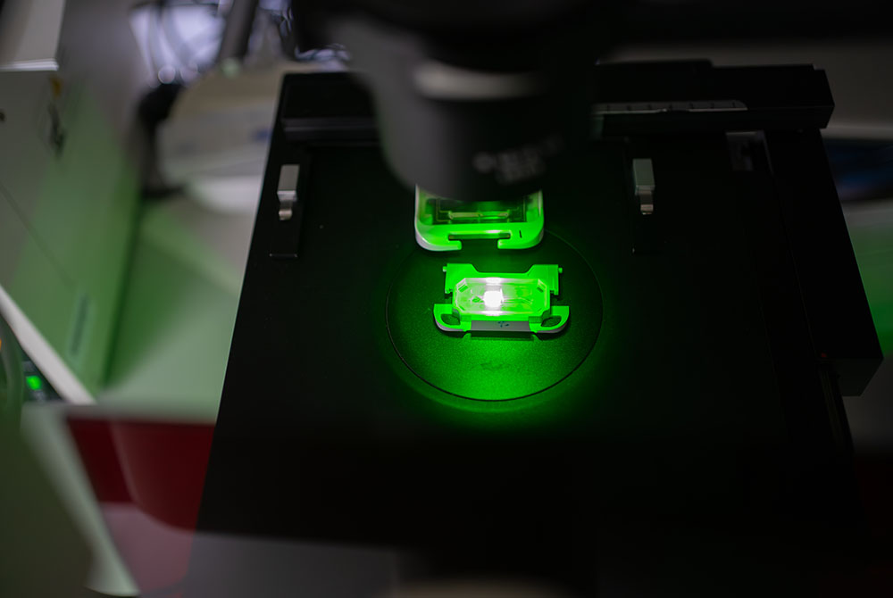Organ on a chip onder microscoop